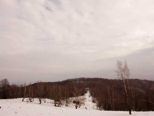 Foto Mestecanis pe Culmea Dealului (c) Petru Goja